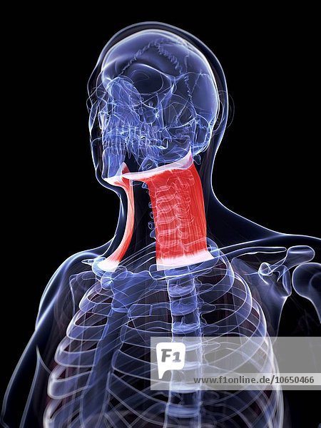 Human neck muscle  artwork