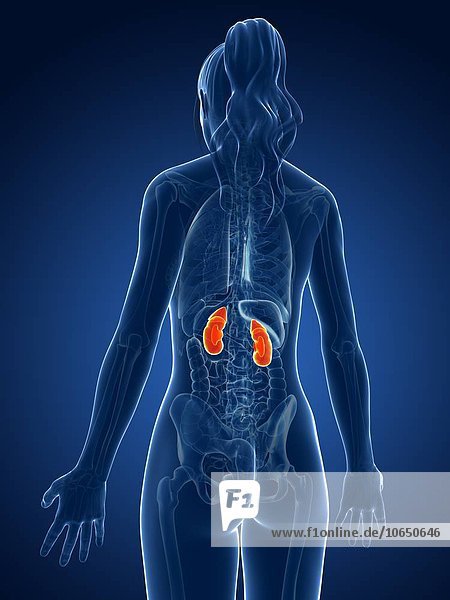 Female kidneys  artwork