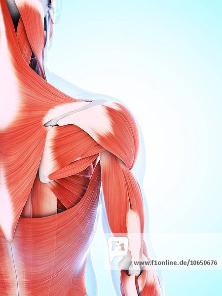 Human muscular system of the shoulder