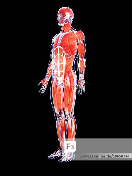Human muscular system  artwork