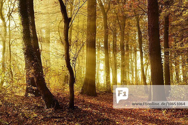 Lichtdurchfluteter Laubwald im Herbst  Morgennebel  Sonnenstrahlen  Ziegelrodaer Forst  Sachsen-Anhalt  Deutschland  Europa