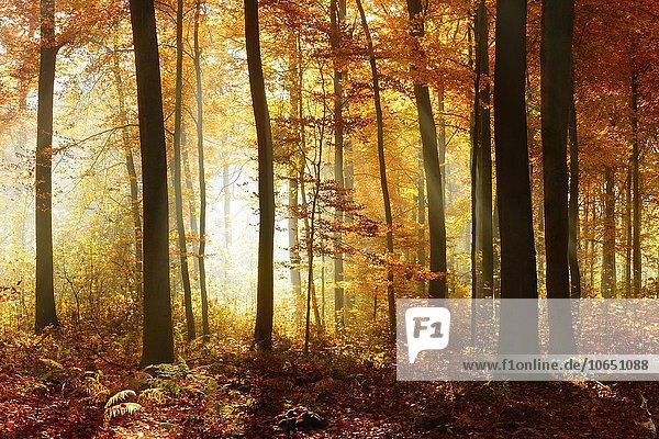 Lichtdurchfluteter  sonniger Buchenwald (Fagus sp.) im Herbst  Ziegelrodaer Forst  Sachsen-Anhalt  Deutschland  Europa