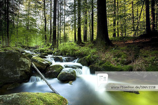 Bachlauf der Kleinen Ohe  Waldhäuser  Bayern  Deutschland  Europa