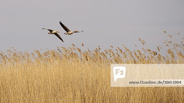 Graugans (Anser anser)  Brutpaar fliegt über Schilf  Nationalpark Kiskunsag  Ungarn  Europa