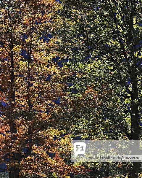 Buchen (Fagus sp.)  Laub im Herbst  Hinterriß  Tirol  Österreich  Europa