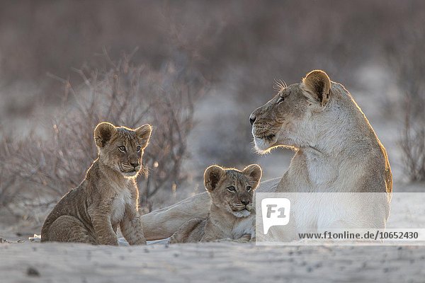 Lioness (Panthera leo) with two cubs Kgalagadi Transfrontier Park Northern Cape South Africa Africa