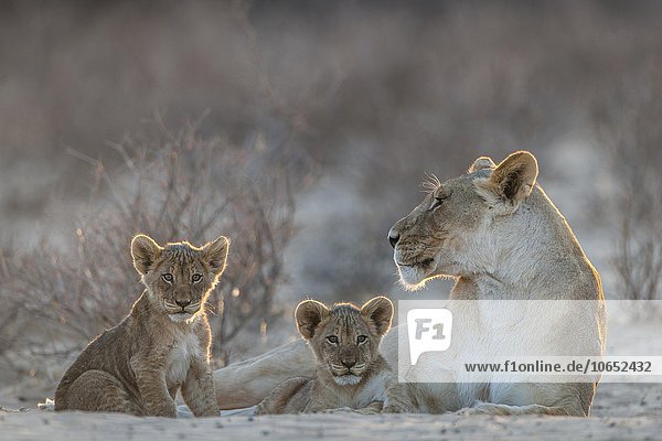 Löwin (Panthera leo) mit zwei Jungtieren  Kgalagadi-Transfrontier-Nationalpark  Northern Cape  Südafrika