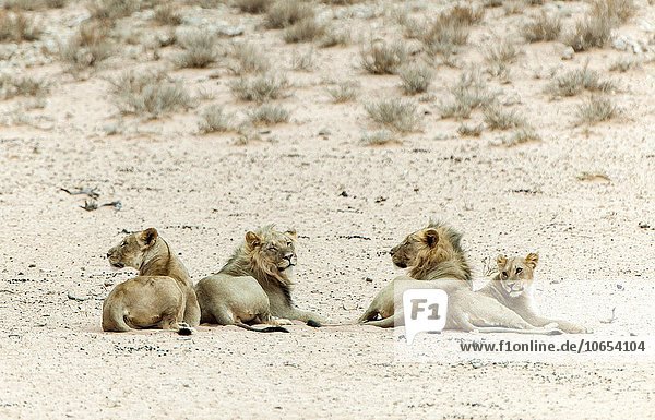 Löwen (Panthera leo) ruhen aufmerksam  Kgalagadi-Transfrontier-Nationalpark  Nordkap  Südafrika