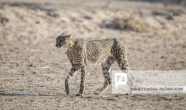 Gepard (Acinonyx jubatus) geht Kgalagadi-Transfrontier-Nationalpark Nordkap Provinz Südafrika