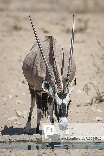 Oryx-Antilope (Oryx gazella) trinkt an einem Wasserloch  Kgalagadi Transfrontier Park  Northern Cape  Südafrika