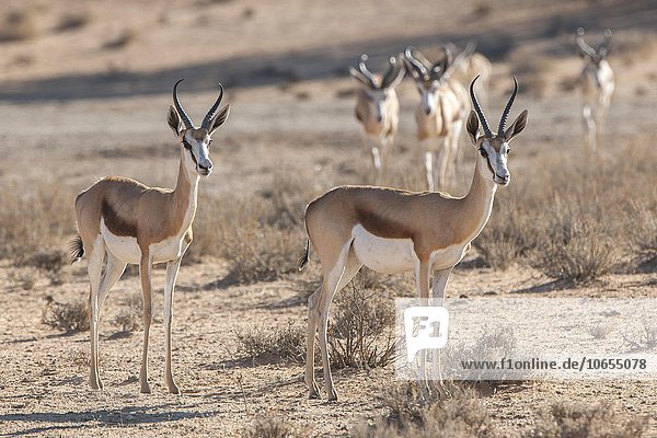 Springböcke (Antidorcas marsupialis)  warten vorsichtig  Kgalagadi-Transfrontier-Nationalpark  Nordkap Provinz  Südafrika