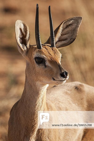 Steinböckchen (Raphicerus campestris)  Tierportrait  Kgalagadi-Transfrontier-Nationalpark  Nordkap Provinz  Südafrika