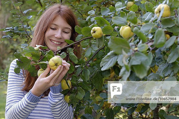 Girl picking ripe quince (Cydonia oblonga)  harvest  Constantinople quince  Upper Bavaria  Bavaria  Germany  Europe