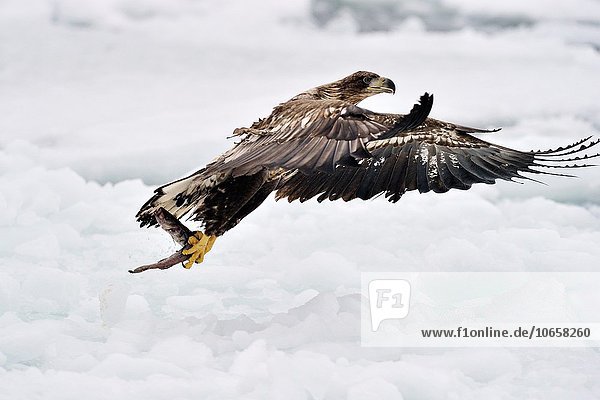 Fisch Pisces nehmen weiß Klaue Klauen Eisscholle Schwanz Tierschwanz Adler Hokkaido Japan