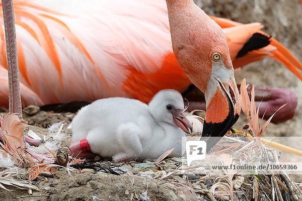 Roter Flamingo Rote Flamingos Phoenicopterus ruber ruber Jungvogel Kuba-Flamingo Phoenicopterus ruber Gefangenschaft Deutschland