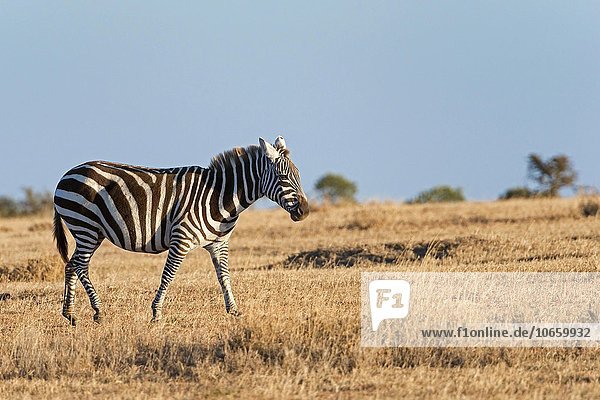 Steppenzebra (Equus quagga)  Ol Pejeta Reservat  Kenia  Afrika