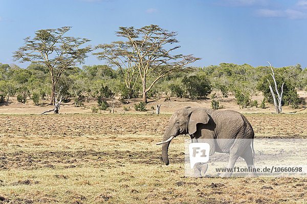 Elefant (Loxodonta africana) vor Baumsavanne  Ol Pejeta Reservat  Kenia  Afrika