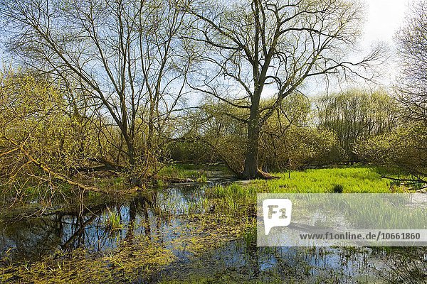 Weichholzaue mit Weiden (Salix spec.) im Frühjahr Naturschutzgebiet Drömling Niedersachsen Deutschland Europa