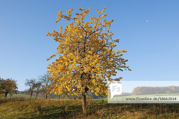 Vogel-Kirsche (Prunus avium)  Streuobstwiese im Herbst  Thüringen  Deutschland  Europa