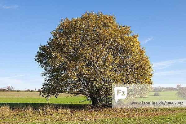 Salweide (Salix caprea) im Herbst  Thüringen  Deutschland  Europa
