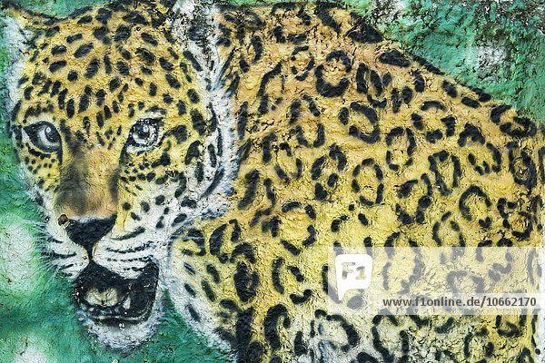 Leopard  Graffiti in der Stadt Parintins  Bundesstaat Amazonas  Brasilien  Südamerika