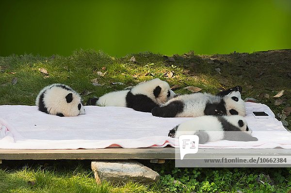 Riesenpandas  Große Pandas (Ailuropoda melanoleuca)  Jungtiere in der Aufzuchtstation  China Conservation and Research Centre for the Giant Panda  Chengdu  Sichuan  China  Asien
