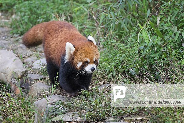 Kleiner Panda  auch Roter Panda (Ailurus fulgens)  Provinz Sichuan  China  Asien