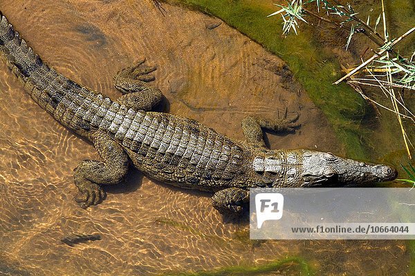 Südliches Afrika Südafrika Kruger Nationalpark Krokodil