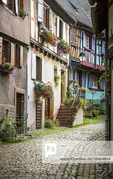 Gasse mit bunten Fachwerkhäusern  Eguisheim  Département Haut-Rhin  Elsass  Frankreich  Europa
