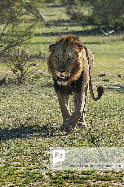 Löwe (Panthera leo) frontal laufend  Männchen  Mala Mala Wildreservat  Sabi Sands  Südafrika