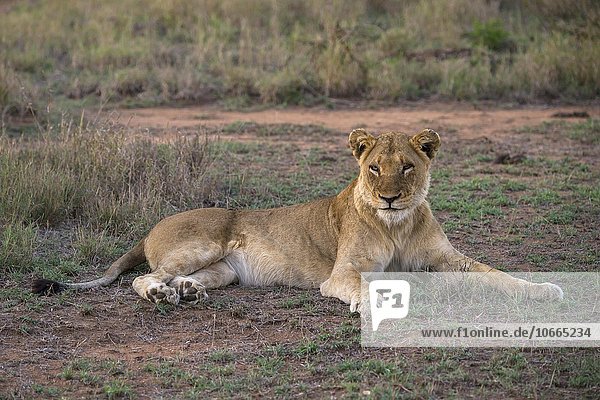 Lioness (Panthera leo) Sabi Sands Game Reserve Sabi Sabi Bush Lodge South Africa Africa