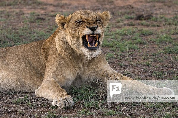 Löwin (Panthera leo) fletscht Zähne,  Sabi Sands Wildreservat,  Sabi Sabi Bushlodge,  Republik Südafrika,  Afrika