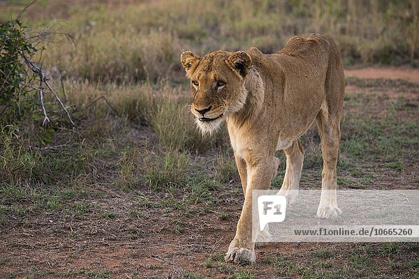 Lioness (Panthera leo) walking Sabi Sands Game Reserve Sabi Sabi Bush Lodge South Africa Africa