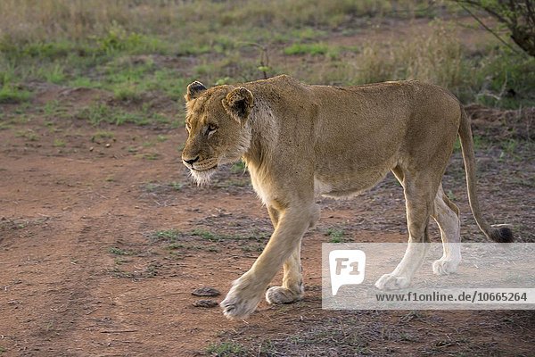 Löwin (Panthera leo)  Sabi Sands Wildreservat  Sabi Sabi Bushlodge  Republik Südafrika  Afrika