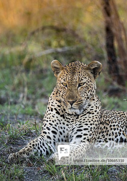 Leopard (Panthera pardus) Männchen  Sabie Sands Wildreservat  Sabi Sabi Bush Lodge  Republik Südafrika  RSA  Afrika