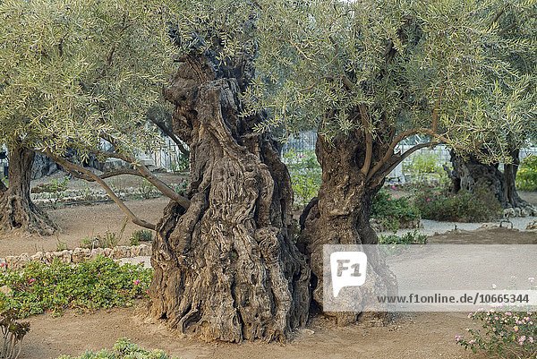 Olivenbäume (Olea europaea) im Garten Getsemani am Ölberg  Jerusalem  Israel  Asien