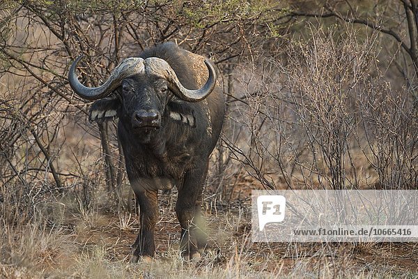 Kaffernbüffel (Syncerus caffer) im Gebüsch  Madikwe Game Reserve  Nordwest  Südafrika
