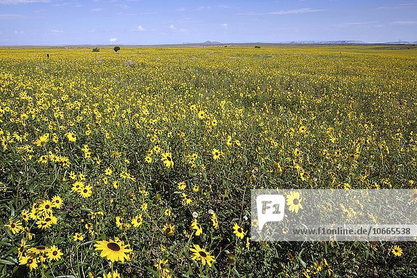 Feld mit Prärie-Sonnenblumen (Helianthus petiolaris)  Utah  USA  Nordamerika