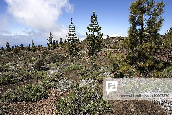 Wanderweg mit Wanderin in Vulkanlandschaft mit kanarischen Kiefern (Pinus canariensis)  nahe es Vulkan de la Botija  Teide-Nationalpark  UNESCO Weltnaturerbe  Teneriffa  Kanarische Inseln  Spanien  Europa