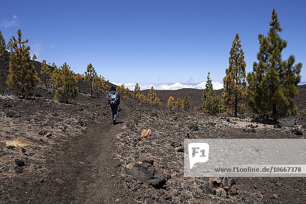Wanderin in Vulkanlandschaft mit kanarischen Kiefern (Pinus canariensis)  Teide-Nationalpark  UNESCO Weltnaturerbe  Teneriffa  Kanarische Inseln  Spanien  Europa