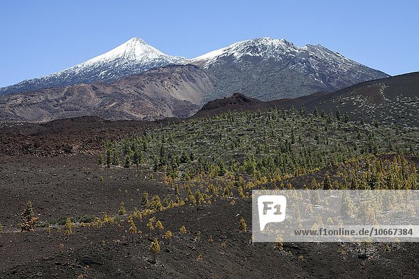 Vulkanlandschaft mit kanarischen Kiefern (Pinus canariensis)  hinten der schneebedeckte Pico del Teide und Pico Viejo  Teide-Nationalpark  UNESCO Weltnaturerbe  Teneriffa  Spanien  Europa