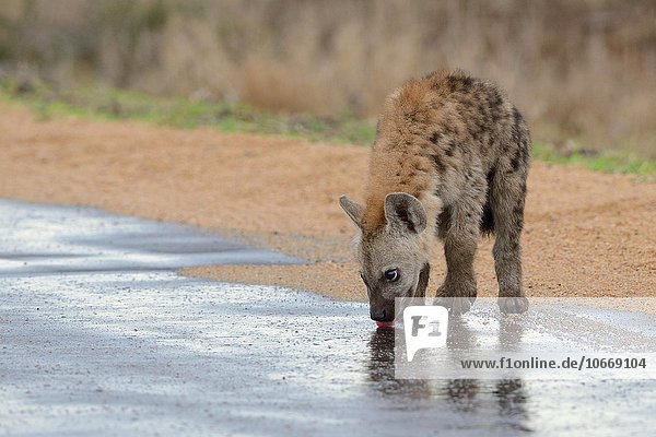 Tüpfelhyäne  auch Fleckenhyäne (Crocuta crocuta) Jungtier  beim Trinken von Regenwasser von einer nassen Straße  Krüger-Nationalpark  Südafrika