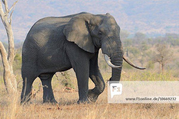Afrikanischer Elefant (Loxodonta africana)  Bulle  im trockenen Grasland  Krüger-Nationalpark  Südafrika