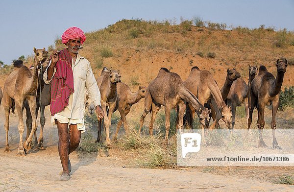 Cameleer on way to Pushkar Mela camel market with his camels  Rajasthan  India  Asia