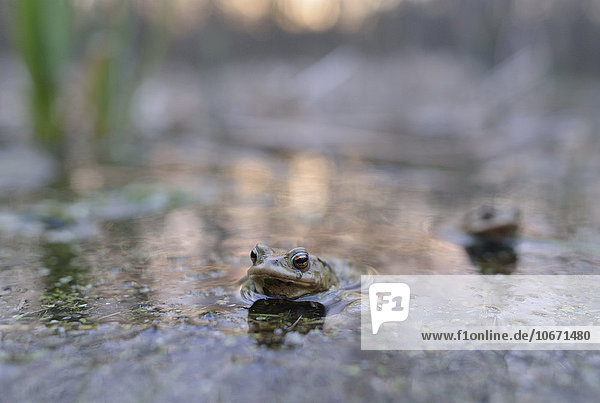 Erdkröten (Bufo bufo) in einem kleinen Waldteich zur Laichzeit  Erfurt  Thüringen  Deutschland  Europa