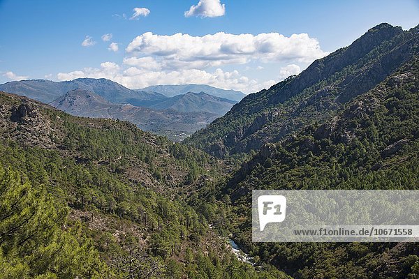 Flusstal des Tavignano  Wald  Berglandschaft  Corte  Département Haute-Corse  Korsika  Frankreich  Europa