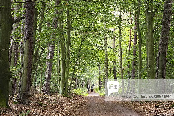 Waldweg  Darßwald  Darß  Fischland-Darß-Zingst  Nationalpark Vorpommersche Boddenlandschaft  Mecklenburg-Vorpommern  Deutschland  Europa