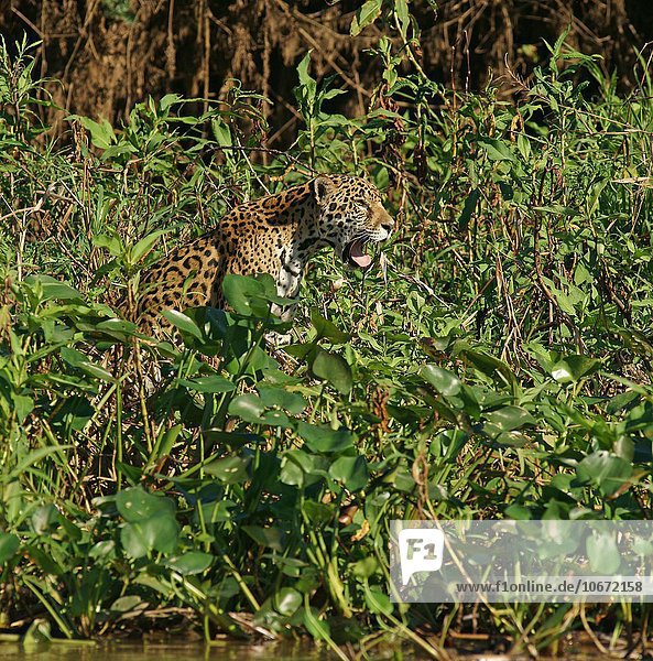 Jaguar (Panthera onca) am Fluss Pantanal Mato Grosso Brasilien Südamerika