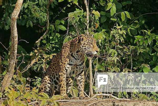 Jaguar (Panthera onca) sitzt am Ufer  Pantanal  Mato Grosso  Brasilien  Südamerika