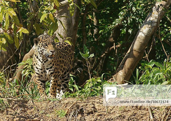 Jaguar (Panthera onca) steht am Ufer  Pantanal  Mato Grosso  Brasilien  Südamerika